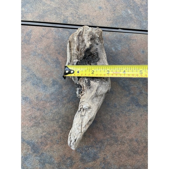 Natural Driftwood for Plants Terrarium Taxidermy Art Projects - Picture 4 of 5